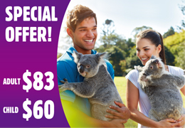 Brisbane Highlights and Lone Pine Cruise