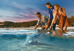 tangalooma dolphin feeding