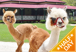 Canungra Valley Vineyards and Alpaca Farm Half Day
