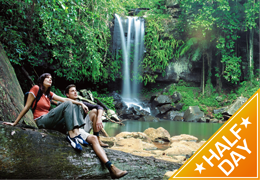 Tamborine Mountain Rainforest Walk Half Day